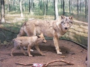 Wolfsmuseum